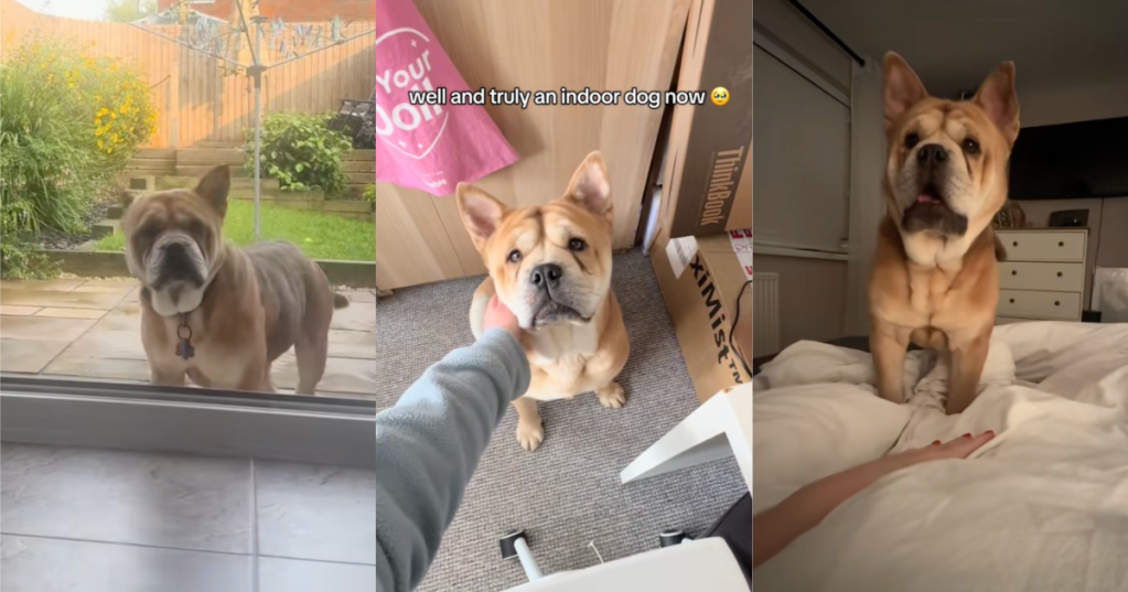 dog coming inside a house