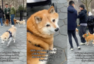 An Woman Took Her Dog To A Shiba Inu Meetup And All The Pooches Were Awkward