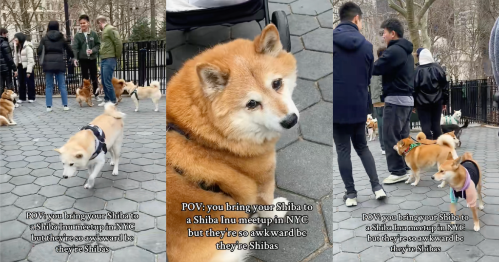 dogs in a park
