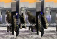 A Cat Wanted To Get Involved When His Dog Sibling Was Being Trained