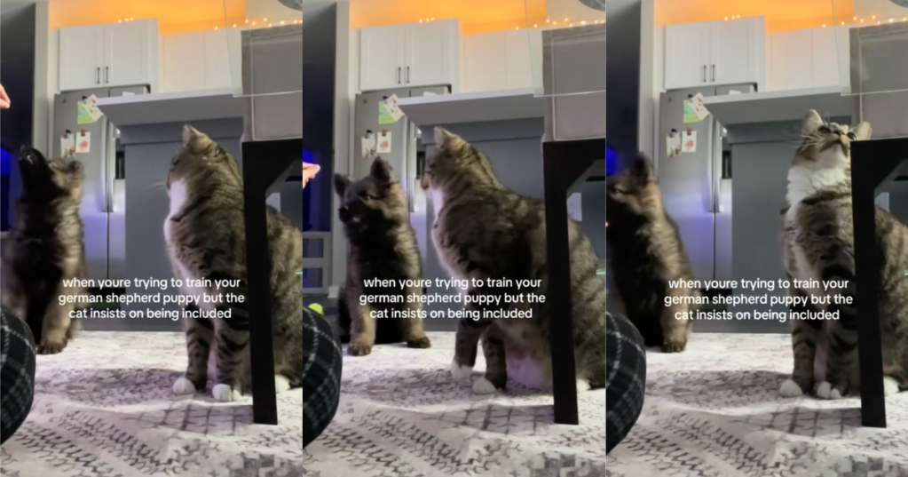 cat and dog getting trained