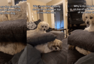 A Dog Likes To Sleep On Top Of A Pillow…That’s On Top Of Its Dog Sibling