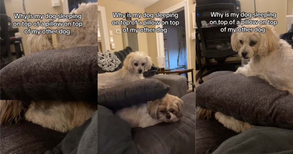 two dogs on a couch
