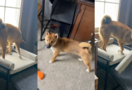 A Dog Had An Unexpected Reaction After His Owner Showed Him His New Bed