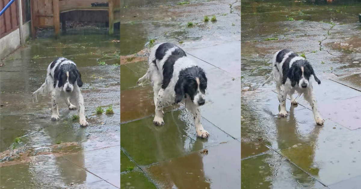 dog playing in the rain