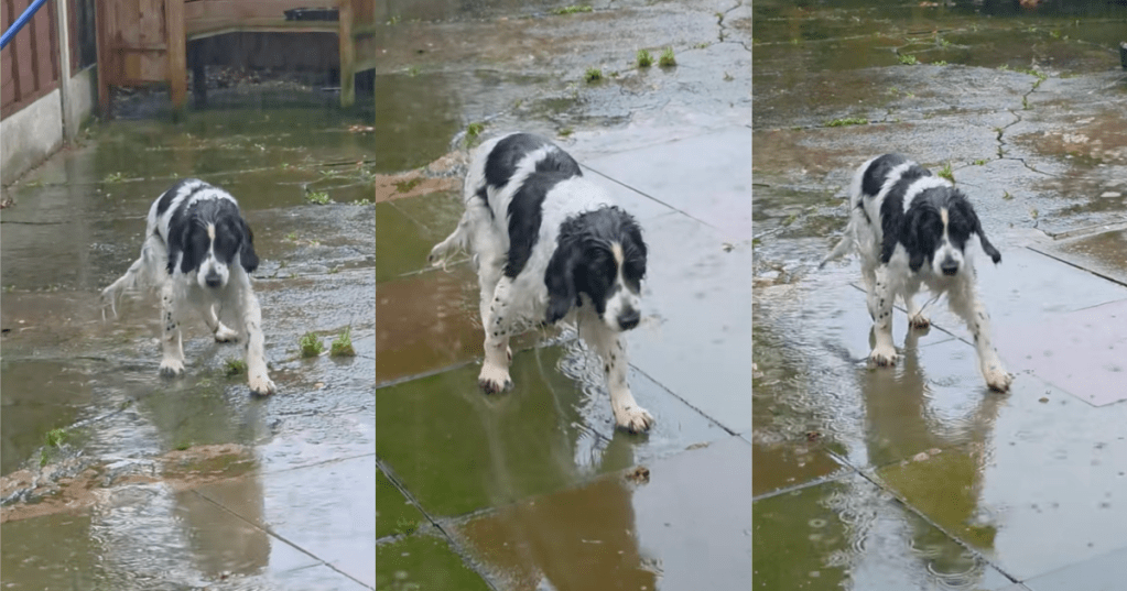dog playing in the rain
