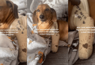 A Dachshund Broke Her Leg And Got A Tiny Cast