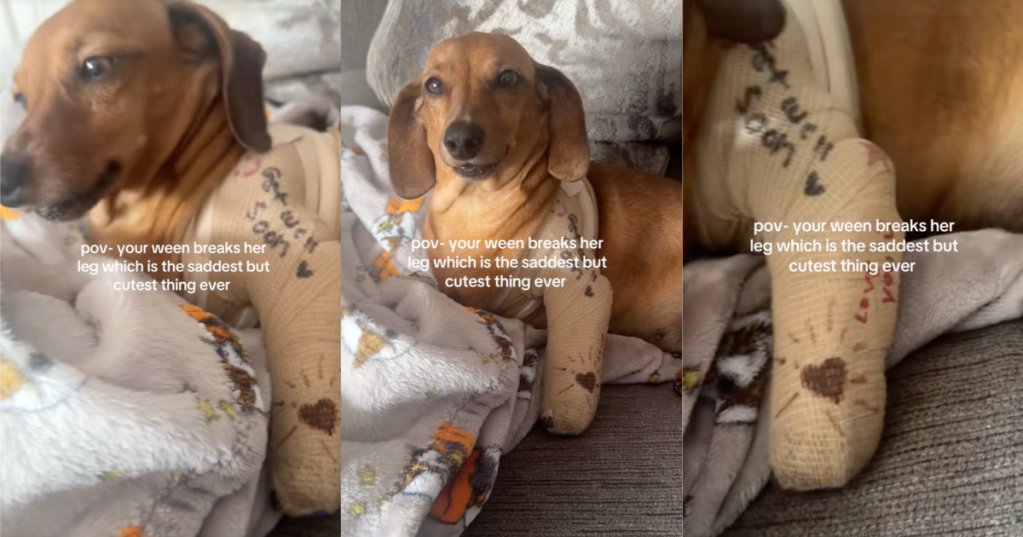 dog with a cast