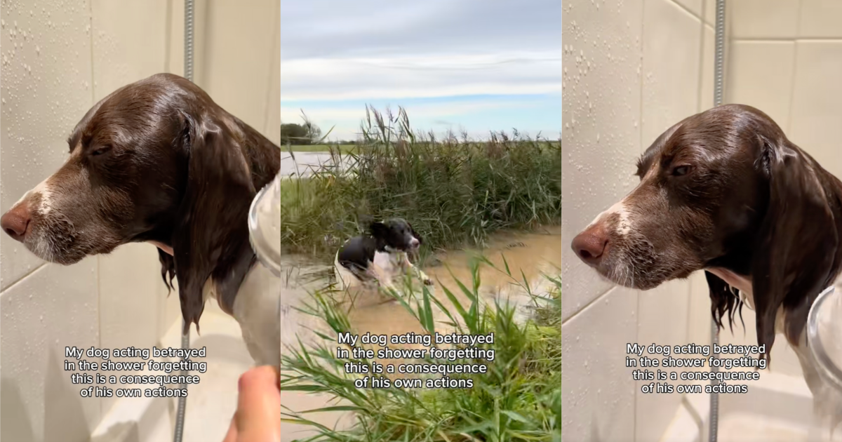 Betrayed in the shower, forgetting this is a consequence. A Dog Wasnt Happy That He Had To Take A Bath After He Jumped In Mud dog getting a bath