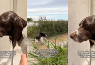 ‘Betrayed in the shower, forgetting this is a consequence.’ – A Dog Wasn’t Happy That He Had To Take A Bath After He Jumped In Mud