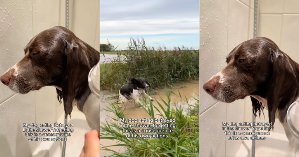 dog getting a bath