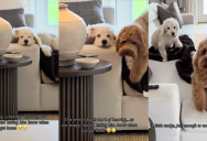 An Owner Showed Viewers How Her Puppy Wakes Up Her Senior Dog Who Is Hard Of Hearing When She Gets Home