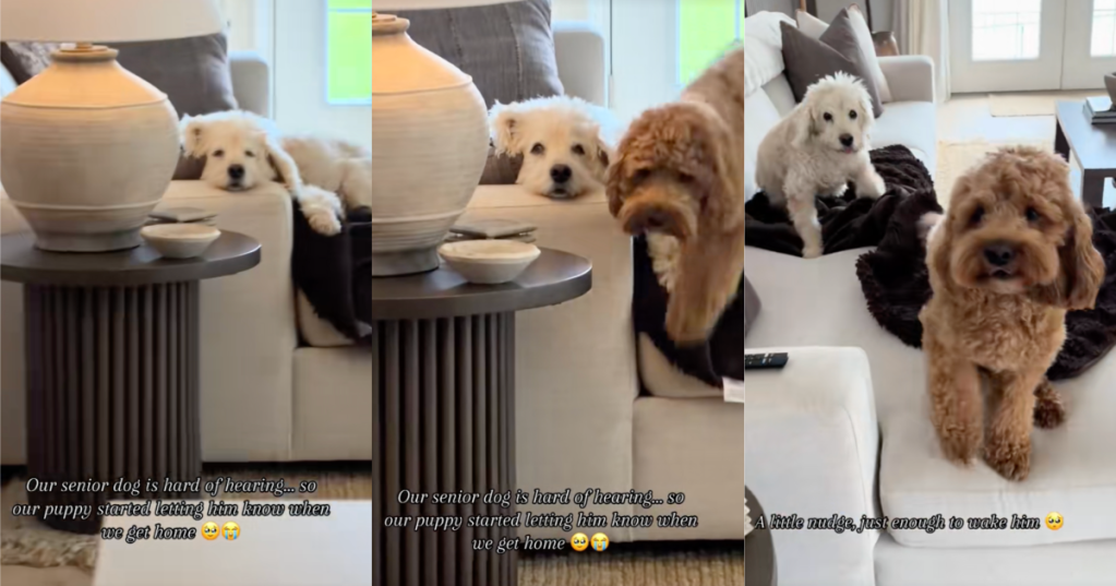 two dogs on a couch