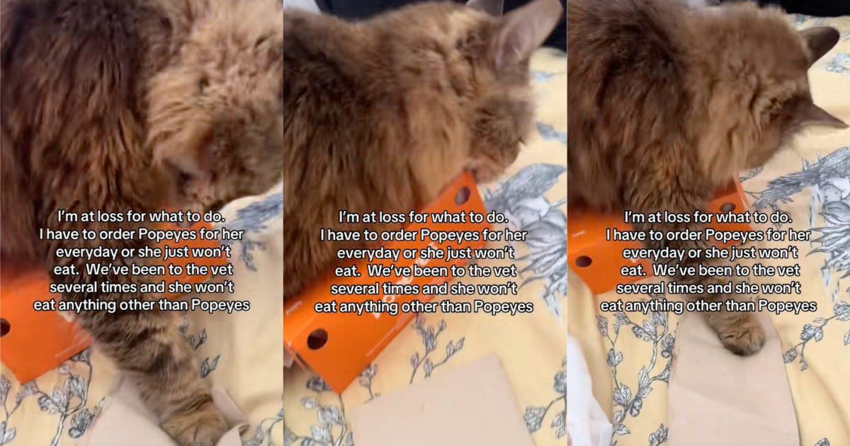 cat with a popeyes box