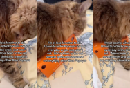 An Owner Said She Has To Buy Her Cat Popeyes Chicken Or She Won’t Eat