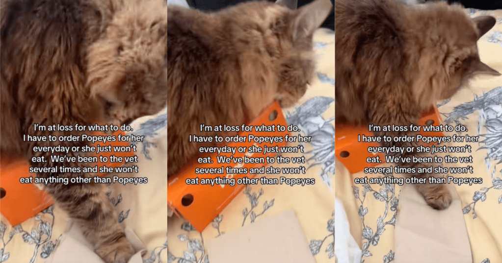cat with a popeyes box