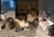 ‘I think she’s loving the mom life.’ – A Cat Only Had One Baby In Her Litter, So Her Owner Is Showing How She’s Raising Her Kitten