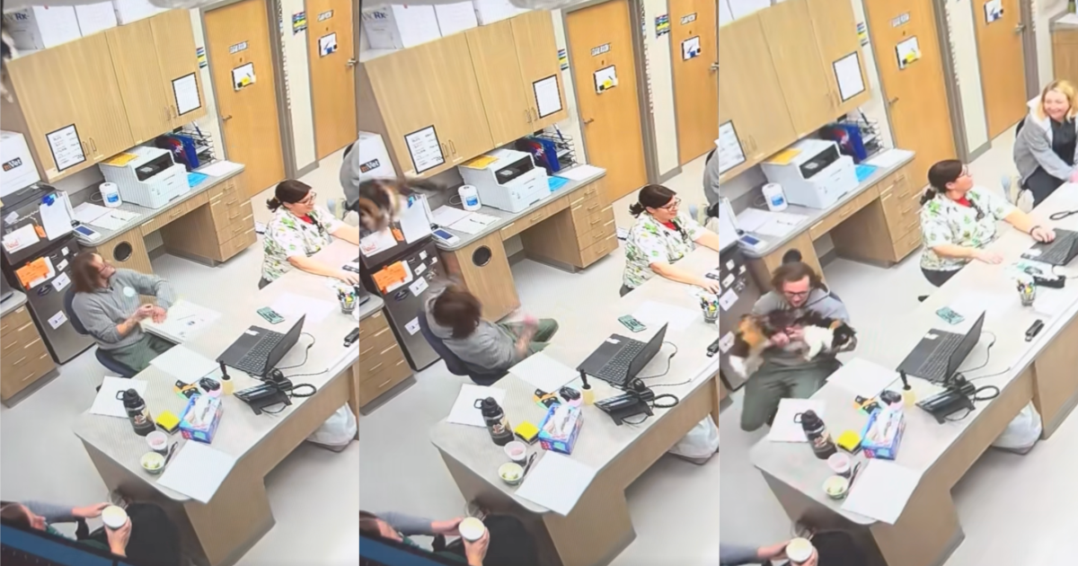 cat jumping off a shelf