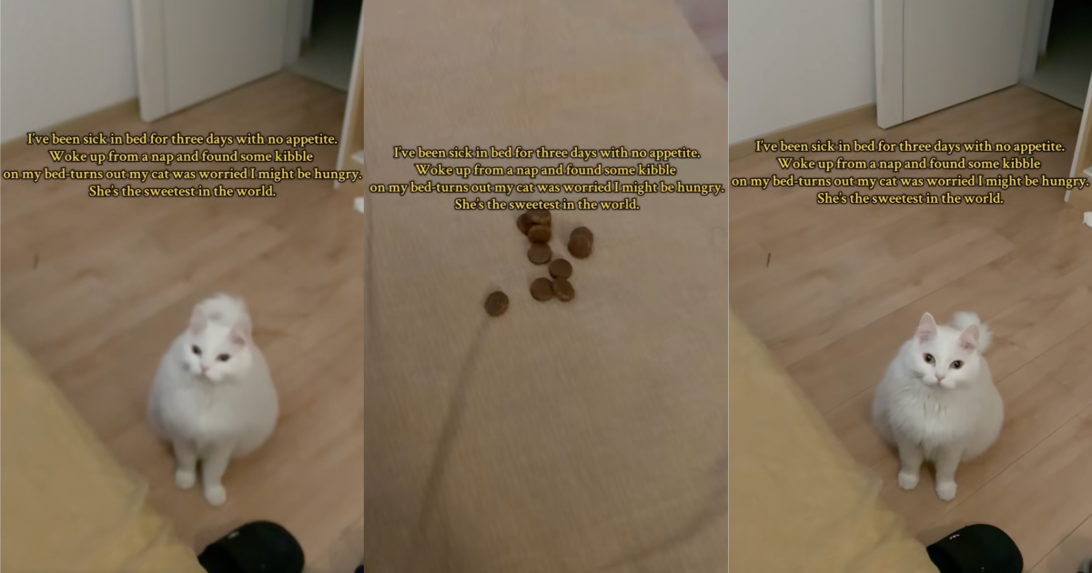 A Cat Was Worried About Her Sick Owner And She Brought Her Some Of Her Food To Her Bed cat by a bed