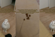 A Cat Was Worried About Her Sick Owner And She Brought Her Some Of Her Food To Her Bed