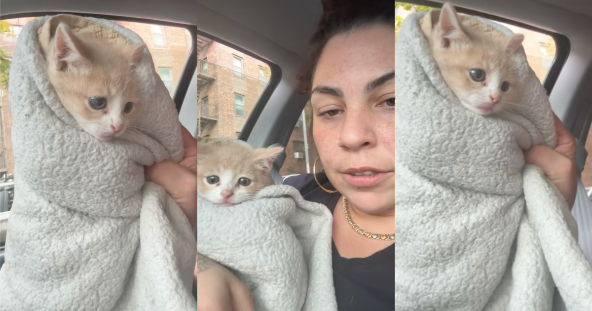 So now hes coming home with me. A Woman Took A Kitten Back After Only One Night Because Her Friend Decided They Didnt Want It woman holding a cat