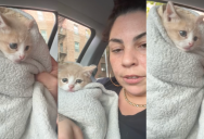 ‘So now he’s coming home with me.’ – A Woman Took A Kitten Back After Only One Night Because Her Friend Decided They Didn’t Want It