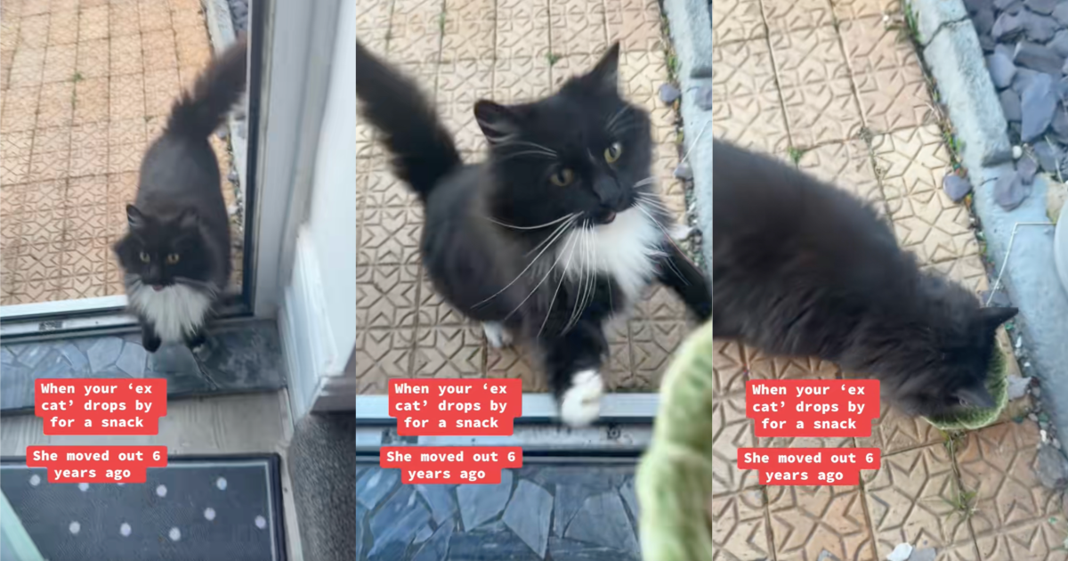cat on a porch