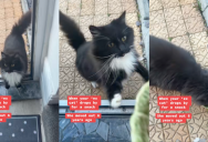 ‘My ex cat drops by every day for a snack, but never comes into the house.’ – A Cat Shows Up On Her Doorstep Every Day After Moving Out Of Her House Six Years Ago