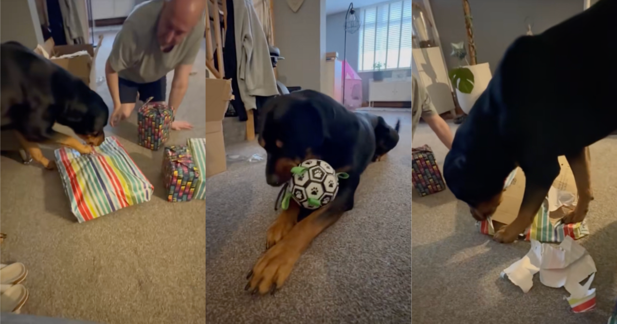 dog opening some presents