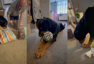A Family Adopted A Dog And He Got All Kinds Of Presents For His Birthday