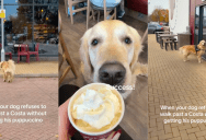 ‘Stubborn or spoilt?’ – A Dog Wouldn’t Be Denied A Pup Cup From A Coffee Shop, So His Owner Finally Had To Give In