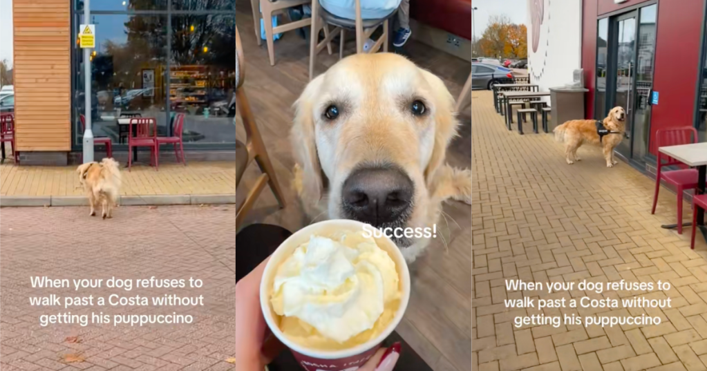 dog getting a treat