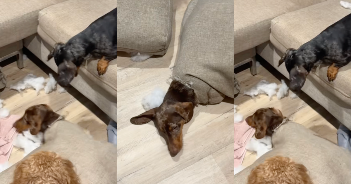 dogs playing on couch