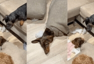 A Pet Owner Was Surprised By What She Found After She Left Her Three Dogs Home Alone