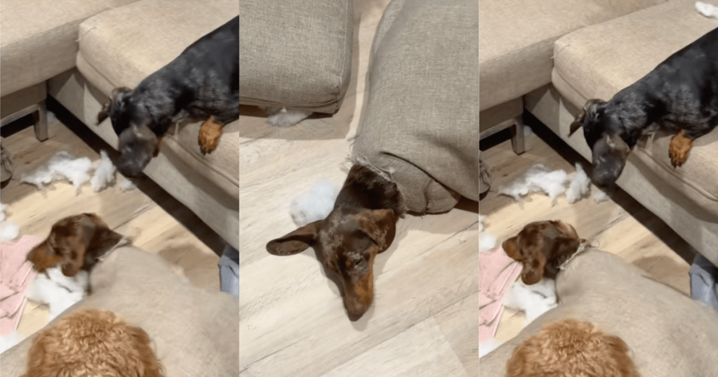 dogs playing on couch