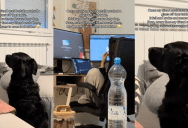 A Dog Is Still Scared Months Later After A Glass Was Pushed Off A Table And Shattered