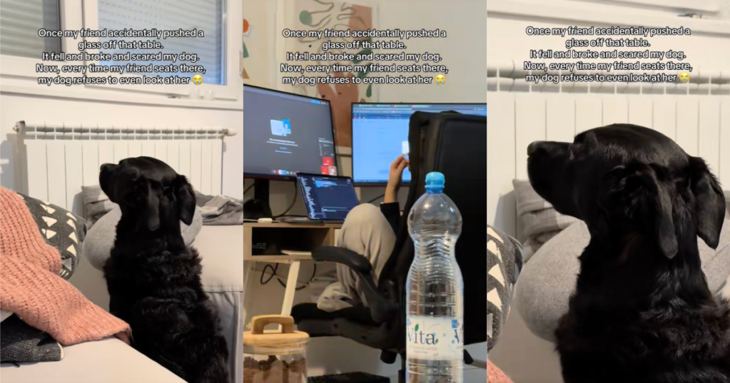 dog staring at a wall