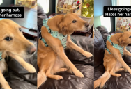 A Dog Made It Clear That She Does Not Like The Harness She Has To Wear On Walks