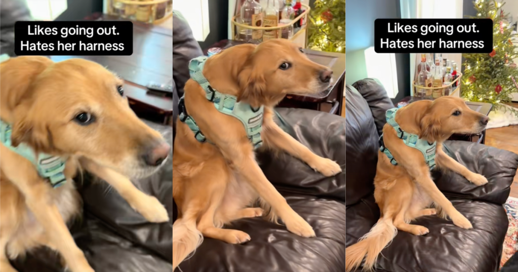 dog with a harness