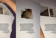 ‘Cat distribution system worked real hard with this one.’ – A Couple Was Surprised To Find A Stray Cat Hiding In A Vent In Their House