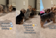 Three Dogs Did Their Best To Retrieve A Ball That Got Stuck Under A Cabinet