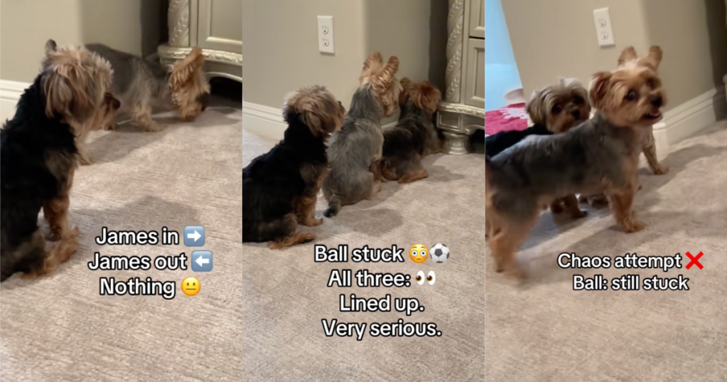 dogs looking for a ball