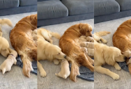 A Golden Retriever Was Excited To Meet A Litter Of Puppies