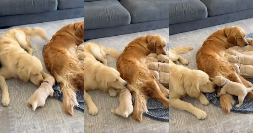 dog with several puppies