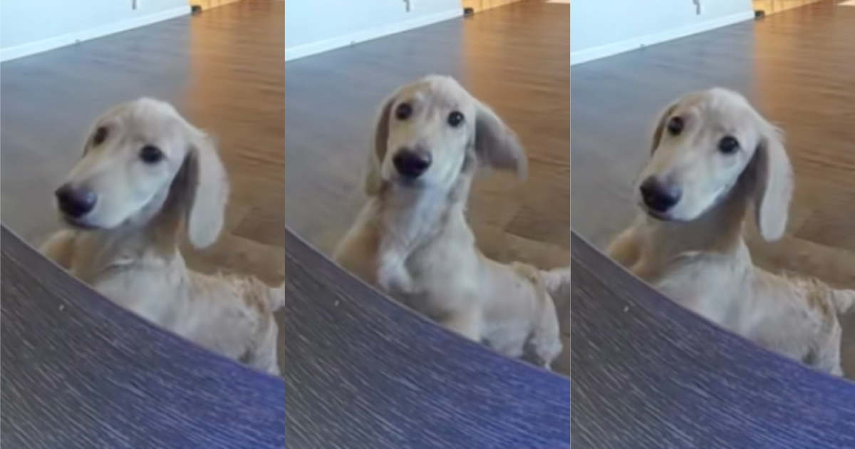 dog in a living room