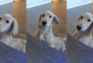 ‘Get down, Malco. No!’ – A Dog Had A Funny Reaction When His Owner Talked To Him Through A Pet Camera