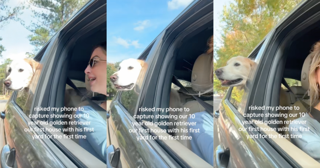 dog looking out a window