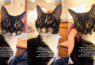 An Owner Showed Off Her Unusual Cat That’s a Mix Of Maine Caine And Bengal