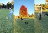 A Dog Owner Brought His Pooch To The Park To Play Soccer And He Found Out She Has Some Serious Skills