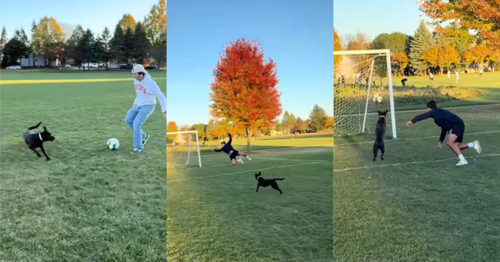 a dog playing soccer